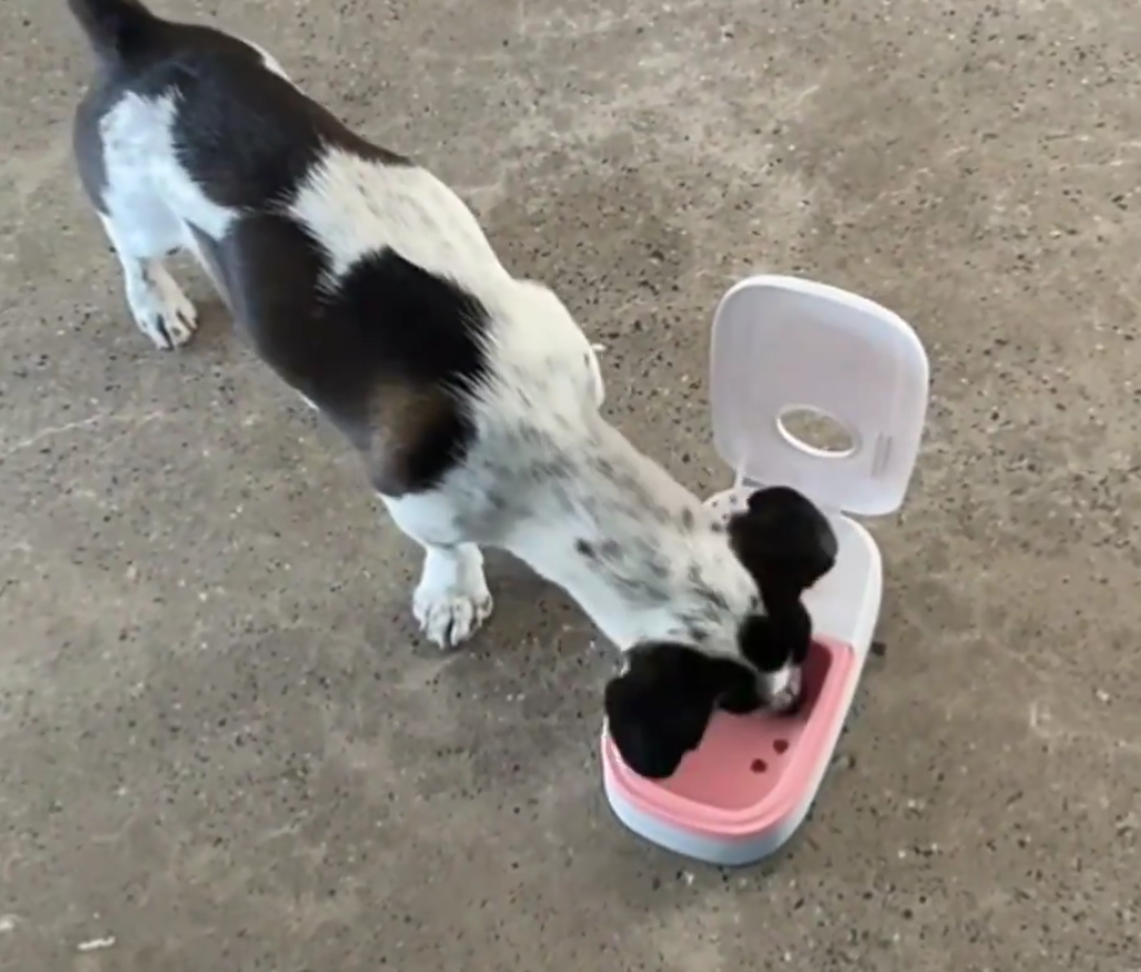 Content dog eating